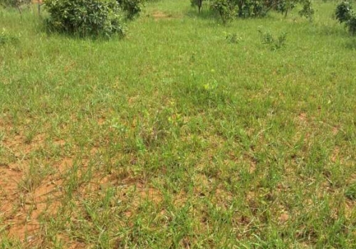 Fazendas Na Zona Rural Em Cabeceira Grande Chaves Na M O