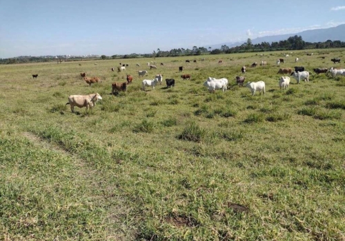 Fazendas à venda na Rua Antonio Galdino dos Santos Filho em São José