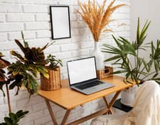 13 dicas de plantas para deixar seu home office muito mais inspirador e agradável