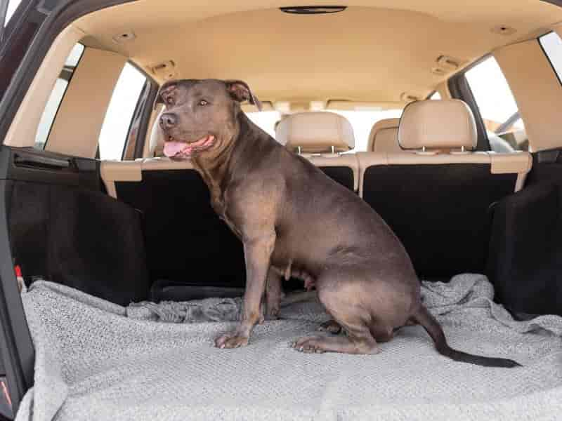 Cadeirinha Para Cachorro – Saiba Como Usar E Sua Função