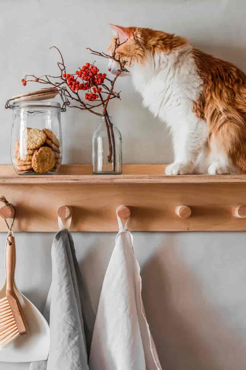 Motivos para ter uma Casa Gatificada – Seu gato vai amar!