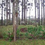 Chácara / sítio à venda na Estrada da Roseira, 200202, São Sebastião, São José dos Pinhais