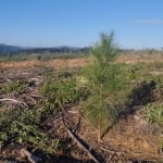 Chácara / sítio com 1 quarto à venda na Estrada Rural, 1, Centro, Campo Magro