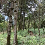 Chácara / sítio com 1 quarto à venda na Sitio do Mato, 2, Bateias, Campo Largo