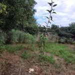 Terreno à venda na Alegrete, 320, Vila Vista Alegre, Cachoeirinha