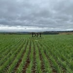 Fazenda à venda na Área Rural, 90900, Área Rural de Avaré, Avaré