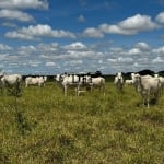 Fazenda à venda na Área Rural, 3333, Área Rural de Avaré, Avaré