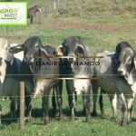 Fazenda à venda na Rural, 030000, Área Rural de Bauru, Bauru