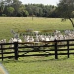 Fazenda com 4 salas à venda na Rural, 22, Área Rural de Avaré, Avaré