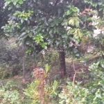 Terreno à venda na Tristão Oliveira, 663, Floresta, Gramado