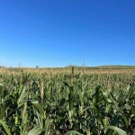 Sítio à venda em Bela Vista do Paraíso no Paraná. Com 29 alqueires sendo 24 alqueires de plantio, 2 alqueires de pasto, contendo lagoa e mangueira. To