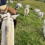 Fazenda à venda em Reserva no Paraná. Com 166 alqueires inteira em pasto. 25 km da cidade  R$ 18.000.000,00.