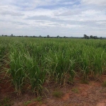 Fazenda Rural à venda, Marreca, Panorama - FA0198.