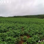 Sítio Comercial à venda, Centro, Pilar do Sul - SI0238.