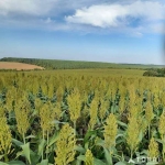 Fazenda à venda, 390 m² por R$ 20.930.000,00 - Centro - Capão Bonito/SP