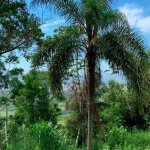 Terreno à venda na Do Galeão, 02, Ambrósio, Garopaba