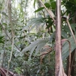 Terreno comercial à venda na Parque Vila da Serra, 5, Vila da Serra, Osório