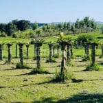 Fazenda com 2 salas à venda na Estrada João Lopes, 2790, Rincão São João, Glorinha