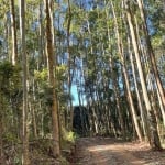 ÁREA COM POTENCIAL PARA SÍTIO, Linha Ávila Alta, Gramado - RS