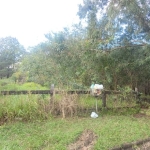 Terreno c/8m de frente por 20m² em bairro planejado na hípica barbada