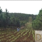 FAZENDA COM PINUS A VENDA NA REGIÃO DE REGISTRO-SP