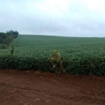 EXCELENTE FAZENDA DE 49 ALQUEIRES A VENDA EM ITAPETININGA-SP, TERRA MISTA, TOPOGRAFIA LEVEMENTE ONDULADA, COM CASA SEDE, CASA DE CASEIRO E BARRACÃO