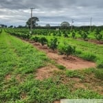 FAZENDA DE LARANJA A VENDA NA REGIÃO DE SÃO JOSÉ DO RIO PRETO/SP, COM 50,4 ALQUEIRES, SENDO 46 ALQUEIRES EM LARANJA, COM BENFEITORIAS