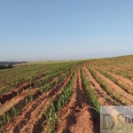 FAZENDA EM CANA A VENDA NA REGIÃO DE LINS/SP, COM 117 ALQUEIRES, SENDO 80 ALQUEIRES EM CANA, ÓTIMA TOPOGRAFIA E BOA EM ÁGUA