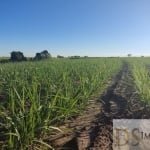 FAZENDA COM CANA A VENDA NA REGIÃO DE SOROCABA-SP, COM 119 ALQUEIRES, TOPOGRAFIA SEMI PLANA E LEVEMENTE ONDULADA