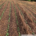 FAZENDA A VENDA NA REGIÃO DE ITAPETININGA/SP. COM 41 ALQUEIRES, TOPOGRAFIA ONDULADA, TERRA MISTA A VERMELHA E CÓRREGO NOS FUNDOS. BOA LOGÍSTICA.