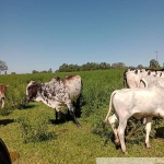 Fazenda de 150 alqueires em Garça/SP, Centro: topografia boa, boa de água, 70 alqueires em pasto. Apenas R$90 mil o alqueire!