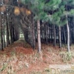 Oportunidade Única: Fazenda de Pinus e Indústria de Resina à Venda em Itapeva/SP - 1.000 Alqueires - R$270 milhões