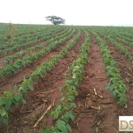 Fazenda à venda na Rua Alagoas, 122, Centro, Avaré