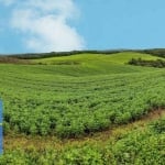 Fazenda de Soja em Bocaiúva do Sul/PR: Oportunidade Única para Investimento Agrícola!