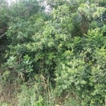 Terreno para Venda - 0m², 0 dormitórios, Restinga