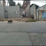 Barracão / Galpão / Depósito para alugar na Rua Aquiles Estaço, 591, Pedreira, São Paulo