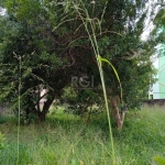 Terreno com otima localização Plano, medindo 6x59= 354.&lt;BR&gt;Proprietaria so vende junto com terreno ao lado, do numero 2756.&lt;BR&gt;Vamos visitar?&lt;BR&gt;Aguardo sua ligação.