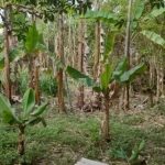 TERRENO Á VENDA - LOCALIZADO NO BAIRRO RECANTO DA PRATA - JUNDIAI/SP.