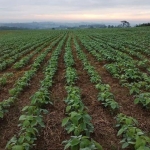 Excelente fazenda 50 alqueires com plantação de soja em Itapetininga SP