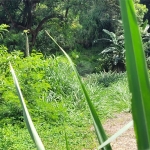 Terreno à venda na Rua Mateus Leme, 214, Água Fria, São Paulo