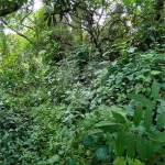 Terreno à venda na Rua Mateus Garcia, 212, Vila Irmãos Arnoni, São Paulo