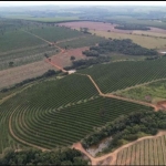 Fazenda de Laranjas 170 Alqueires   97 Alqueires em Laranja  Podendo Plantar mais 20 Alqueires   106.328,00 Pés de Laranja  Variedades: Pêra Rio, Folh