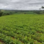 Sítio 20 Alqueires, Sendo 15 Alqueires em Plantio   Restante App, Reserva e Água   Terra Mista   Topografia levemente Ondulada e Decline sentido a Águ