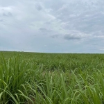 Fazenda 215 Alqueires, Área em Cana 135 Alqueires  30 Alqueires em pasto (planta cana) Arrendamento para Usina São Martinho  48 Toneladas  Contrato 20