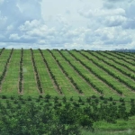 Fazenda 181 Alqueires, 141 Alqueires em Laranja, Topografia Plana e Levemente Ondulada, Terra Boa, Rica em Água, Depósitos, Fácil Acesso