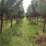 Fazenda 153 Alqueires, 95 Alqueires em Eucalipto, 28 Alqueires em Pasto, Casa Sede, Galpão, Curral, Casa de Caseiro, Ótima Localização