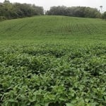 Fazenda 9 Alqueires   - 4 Alqueires em Plantio  - Restante em Pasto, Reserva e App  - Boa Topografia  - Terra Mista   - Córrego nos Fundos   - 10 km d