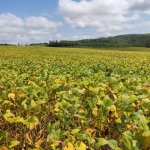 Sítio 4 Alqueires Plantado 3,5 Alqueires, Ótima Localização