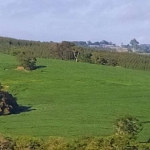 Fazenda 100 Alqueires, 35 Alqueires em Área Plantada, Planta-se Mais 30 Alqueires, Topografia Ótima, Terra Mista, Rica em Água com Lagos e Nascente