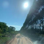 FAZENDA COM EUCALIPTO A VENDA EM MINAS GERAIS - MG ??   - localizada em Brasilândia-MG * Área Total 14.600 Hectares  * 800 Hectares no ponto de cort